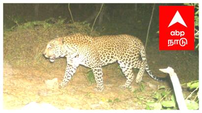 The leopard crossed 22 kilometers from Mayiladuthurai. Mayiladuthurai leopard: 22 கிலோமீட்டர் தூரம் கடந்து சென்ற சிறுத்தை - அடுத்த மூவ் எங்கே? திணறும் வனத்துறை