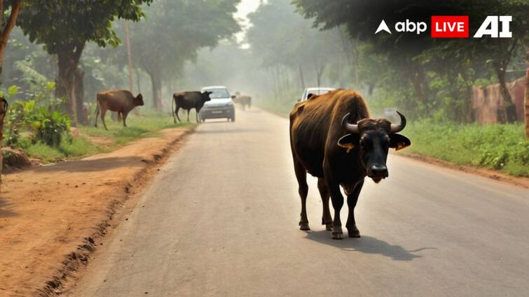 Ambikapur Roads encroachment of cattle traffic system affected accidents happening ann अम्बिकापुर में मवेशियों से बढ़ी परेशानी, ट्रैफिक व्यवस्था प्रभावित होने के साथ हो रही दुर्घटनाएं