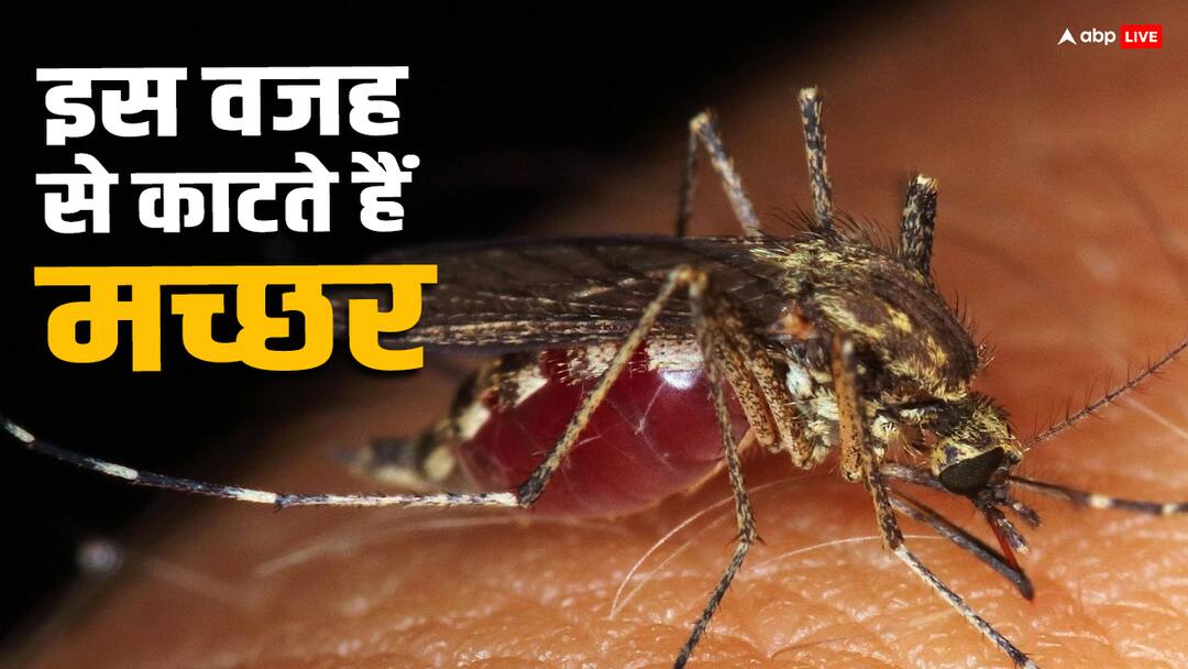 Due to these reasons mosquitoes bite more in summer Mosquitoes In Summer : इन कारणों की वजह से गर्मियों में मच्छर ज्यादा काटते हैं