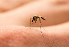Mosquitoes In Summer : આ કારણોથી ઉનાળામાં મચ્છર વધારે કરડે છે