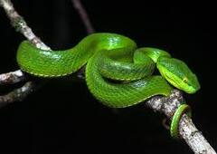 Snake plant: ਸਾਵਧਾਨ! ਸੱਪਾਂ ਨੂੰ ਆਪਣੇ ਵੱਲ ਖਿਚਦੇ ਹਨ ਇਹ 6 ਪੌਦੇ