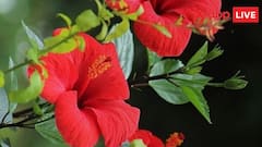 Chaitra Navratri 2024: नवरात्रि में हर सुबह देवी मां को जरूर चढ़ाएं उनके प्रिय फूल, दिन के अनुसार जानें