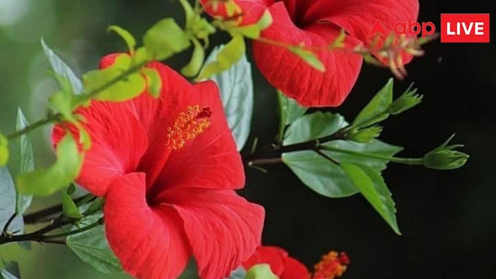 चैत्र नवरात्रि के पहले दिन मां शैलपुत्री की पूजा होती है. मां शैलपुत्री को लाल गुड़हल और सफेद कनेर का फूल अति प्रिय है तो मां की पूजा में इन फूलों को अवश्य चढ़ाएं.