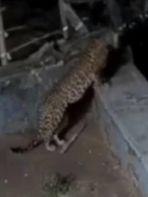 गांव में घुसा तेंदुआ और भालू, लोगों ने किया ये