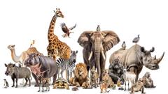 क्या इंसानों की तरह जानवरों के भी एक उम्र के बाद बाल सफेद होते हैं या उड़ जाते हैं?