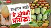 Mango Variety : हापूसच नाही 'हे' आंबेही आहेत प्रसिद्ध, भारतातील टॉप 10 आंब्याची खासियत काय? वाचा