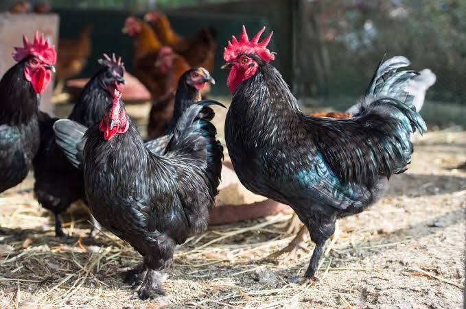 Kadaknath Chicken How To Start Kadaknath Chicken Business Earn Rs 30 Lakhs By Investing 2 Lakhs Kadaknath Chicken: ਕਿਵੇਂ ਸ਼ੁਰੂ ਕਰੀਏ Kadaknath Chicken ਦਾ ਕਾਰੋਬਾਰ ,  2 ਲੱਖ ਰੁਪਏ ਦਾ ਨਿਵੇਸ਼ ਕਰਕੇ 30 ਲੱਖ ਰੁਪਏ ਕਮਾਓ