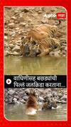 Tiger In Taboda : वाघिणीसह बछड्यांची पिल्लं जलक्रिडा करताना ABP Majha