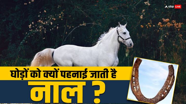 horses Why are  shod know since when it is being used in India घोड़ों को क्यों पहनाई जाती है नाल, जानिए भारत में कब से हो रहा है इसका इस्तेमाल 