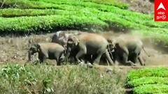 Elephant Attack : வெயிலின் தாக்கம்.. ஊருக்குள் புகுந்த யானைகள் பீதியில் மக்கள்
