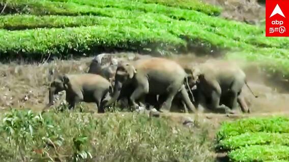 Elephant Attack  : வெயிலின் தாக்கம்.. ஊருக்குள் புகுந்த யானைகள் பீதியில் மக்கள்
