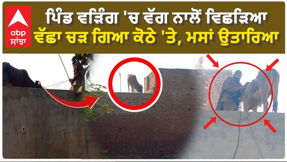 Calf on Roof| ਪਿੰਡ ਵੜਿੰਗ 'ਚ ਵੱਗ ਨਾਲੋਂ ਵਿਛੜਿਆ ਵੱਛਾ ਚੜ ਗਿਆ ਕੋਠੇ 'ਤੇ, ਮਸਾਂ ਉਤਾਰਿਆ
