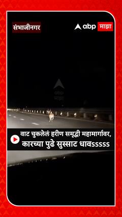 SambhajiNagar Viral Video : वाट चुकलेलं हरीण समृद्धी महामार्गावर, कारच्या पुढे सुस्साट धावsssss