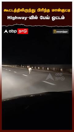 கூட்டத்திலிருந்து பிரிந்த மான்குட்டி Highway-யில் பேய் ஓட்டம்