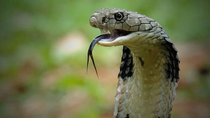 Garden Tips Do not plant these 6 plants in your garden, snakes will come abpp Garden Tips: ਭੁੱਲ ਕੇ ਵੀ ਨਾ ਲਗਾਓ ਇਹ 6 ਪੌਦੇ ਆਪਣੇ ਬਗੀਚੇ 'ਚ, ਘਰ 'ਚ ਆ ਜਾਣਗੇ ਸੱਪ