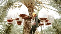 मेडजूल खजूर का राजा तो रानी कौन?