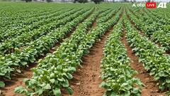 सफेद बैंगन आपको बना सकता है मालामाल, एक एकड़ में ही बन जाएंगे लखपति