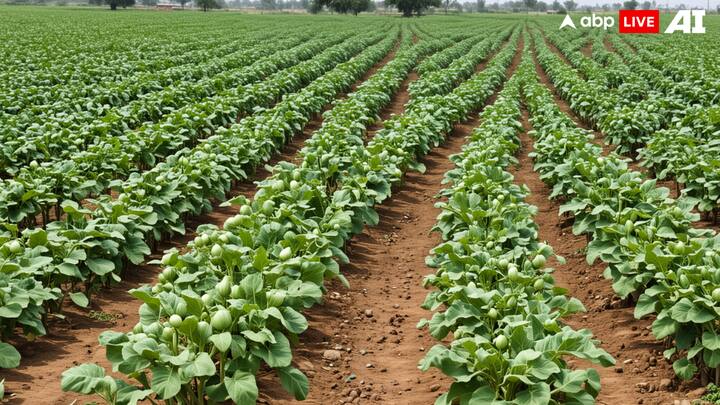 White Brinjal Cultivation: सफेद बैंगन उगाने में ज्यादा मेहनत नहीं लगती है. किसान भाई बैंगन लगाने के बाद करीब 20-25 दिन में फसल को पानी दें.