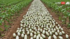 सफेद बैंगन आपको बना सकता है मालामाल, एक एकड़ में ही बन जाएंगे लखपति