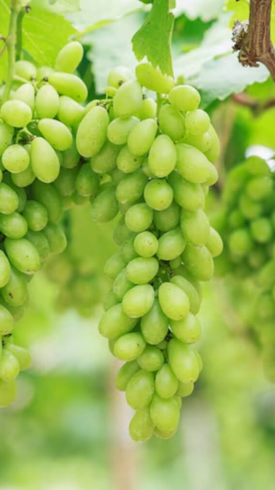 अंगूर खाने के ये हैं फायदे