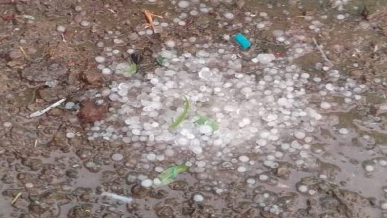 unseasonal rains in Buldhana and Akola districts of Vidarbha damage to agricultural crops imd rain news maharashtra  विदर्भात अवकाळीसह गारपरीटीचा तडाखा, आंब्यासह लिंबू भाजीपाला पिकांना मोठा फटका 