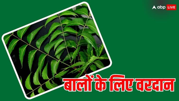 want thick and log hair then use this leaf neem patta ke fayde Hair Tips: इस पत्ते का इस्तेमाल कर बालों को बनाएं घना और लंबा, झड़ने की परेशानी भी होगी दूर