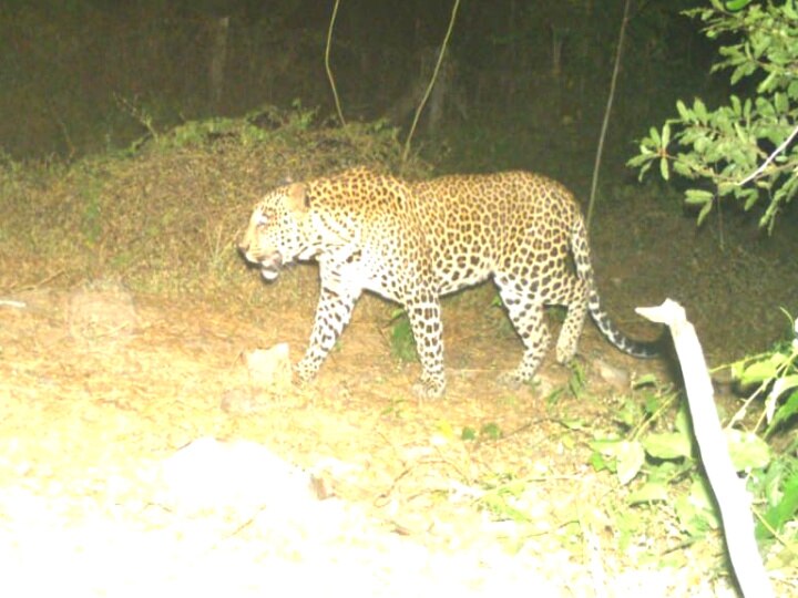 Mayiladuthurai Leopard:  மயிலாடுதுறையை கதிகலங்கும் வைக்கும் சிறுத்தை ரயில் ஏறி வந்ததா?