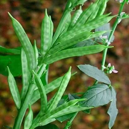 Cluster Beans : ਗੁਆਰ ਫਲੀ ਇਕ ਅਜਿਹੀ ਸਬਜ਼ੀ ਹੈ ਜਿਸ ਨੂੰ ਲੋਕ ਅਕਸਰ ਪਸੰਦ ਨਹੀਂ ਕਰਦੇ ਪਰ ਕੀ ਤੁਸੀਂ ਜਾਣਦੇ ਹੋ ਕਿ ਗੁਆਰ ਦੀ ਫਲੀ ਖਾਣ ਨਾਲ ਸਿਹਤ ਨੂੰ ਕਿੰਨੇ ਫਾਇਦੇ ਹੁੰਦੇ ਹਨ।