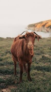 यहां मिल रही फ्री में बकरियां, जानिए