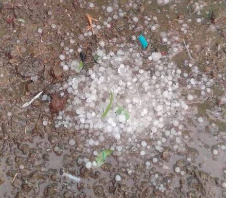 गारपीटीमुळं पिकांचे नुकसान झालं आहे. त्यामुळं शेतकरी चिंतेत आहेत.