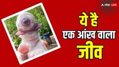 इस जीव के पास सिर्फ एक आंख, जानिए एक आंख का कैसे करता है इस्तेमाल