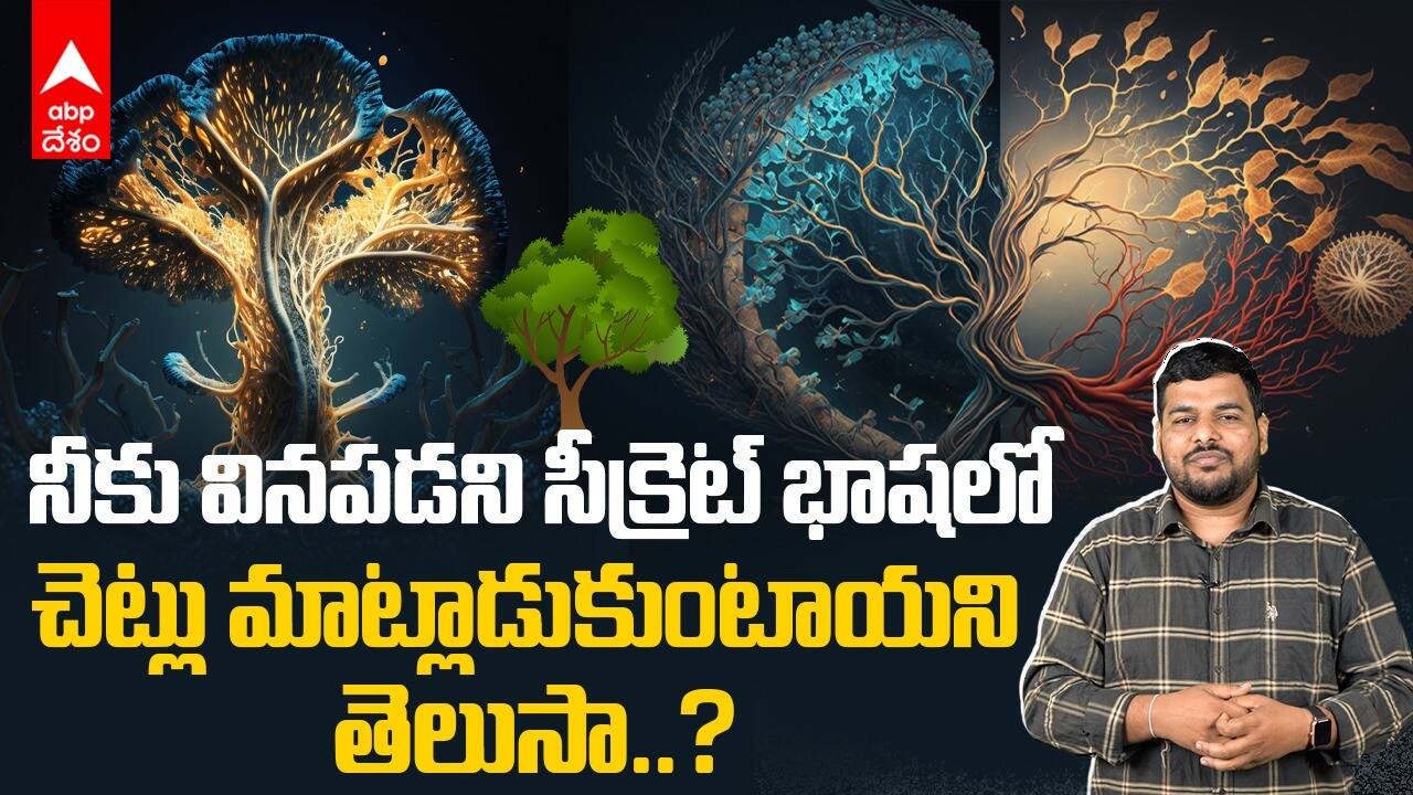 Mycelium Network: చెట్లు మాట్లాడుకొనే భాష తెలుసా? మనకు వినపడని సీక్రెట్ లాంగ్వేజ్ ఎలా ఉంటది?