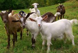 Free Goats: ਫ਼ਰੀ ਵਿੱਚ ਵੰਡੀਆਂ ਜਾ ਰਹੀਆਂ ਹਨ ਬੱਕਰੀਆਂ, ਲੋਕਾਂ ਨੂੰ ਅਪੀਲ ਕੀਤੀ ਜਾ ਰਹੀ ਹੈ - ਪਲੀਜ਼, ਲੈ ਜਾਓ!