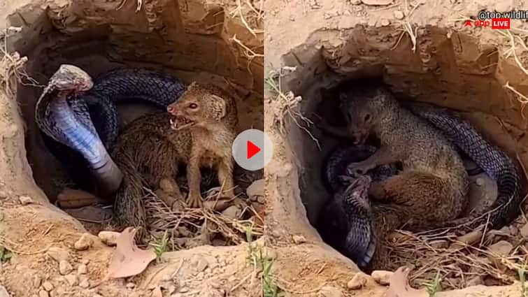 Cobra Vs Mongoose Fight To The Last Breath video goes viral on internet watch Video: नेवले और कोबरा के बीच जिंदगी की लड़ाई में कौन मारेगा बाजी? रोंगटे खड़े कर देगा वीडियो