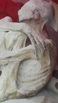 इंसानी शरीर पर हाथ में बस 3 अंगुली, कहां मिला एलियन का मृत शरीर