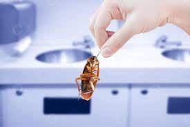 Cockroach Attack you bothered cockroaches growing in the kitchen do this remedy at night Cockroach Attack: ਕੀ ਤੁਸੀਂ ਵੀ ਹੋ ਰਸੋਈ 'ਚ ਵਧ ਰਹੇ ਕਾਕਰੋਚਾਂ ਤੋਂ ਪ੍ਰੇਸ਼ਾਨ? ਰਾਤ ​​ਨੂੰ ਕਰੋ ਇਹ ਉਪਾਅ
