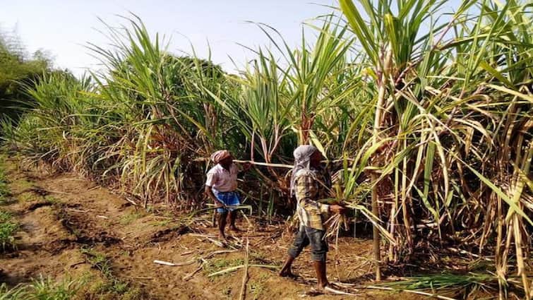 Agriculture news Thanjavur area farmers urged to provide disease-free sugarcane seeds - TNN நோய் தாக்காத கரும்பு விதை கரணைகள் வழங்க தஞ்சை பகுதி விவசாயிகள் வலியுறுத்தல்