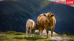 Deam Interpretation: सपने में गाय को देखना क्या होता है शुभ?, जानें इसका अर्थ