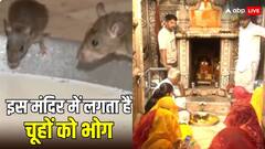 राजस्थान: चैत्र नवरात्रि के पहले दिन राजस्थान के इस मंदिर में लगा भक्तों का तांता, यहां चूहों को भोग लगाने की है परंपरा