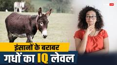 इंसानों के लगभग बराबर होता है गधों का IQ लेवल, याददाश्त के मामले में तेज