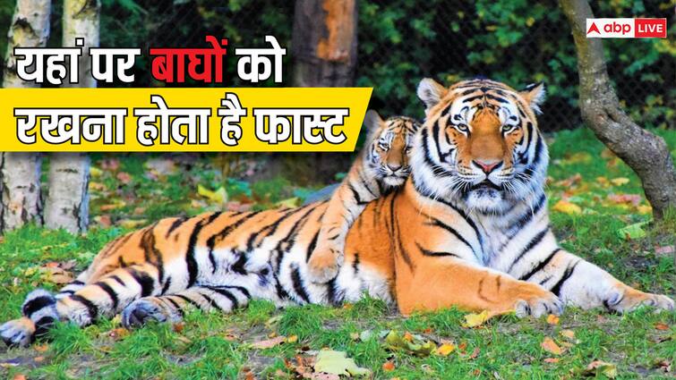 Tiger has to be kept fast in this zoo not even a single piece of meat is available Tiger has to be kept Fast: इस चिड़ियाघर में बाघ को रखना होता है फास्ट, नहीं मिलता मांस का एक भी टुकड़ा