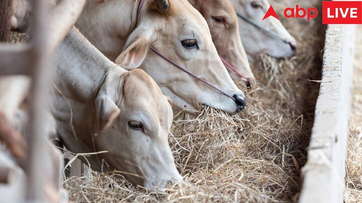 हिंदू धर्म में गाय को माता का दर्जा दिया गया है, कहा जाता है गाय माता में सारे देवी देवता वास करते हैं. पर आखिर क्या आप जानते हैं, कि गाय को अपने सपने में देखना क्या संकेत देता है.