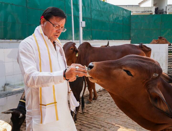 Uttarakhand Chief Minister Pushkar Singh Dhami feeds a cow at his residential residence during Chaitra Navratri festival. (Image Source: PTI)