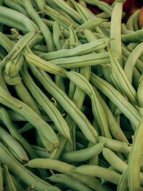 कितने हजार रुपये किलो बिकती हैं राजस्थान की सांगरी?