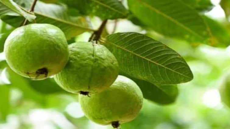 successfully experimented of guava farming after leaving his job farmer in Haryana success story Agriculture News नोकरी सोडून शेतीत रमला, आज वर्षाला कमवतोय करोडो रुपये, पेरु शेतीचा यशस्वी प्रयोग 