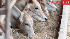 Deam Interpretation: સપનામાં ગાયને જોવી કેમ હોય છે શુભ? જાણો તેનો અર્થ