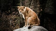 शेरनी का दूध पी लिया तो हो सकता है ये हाल, जानिए क्या कहता है विज्ञान