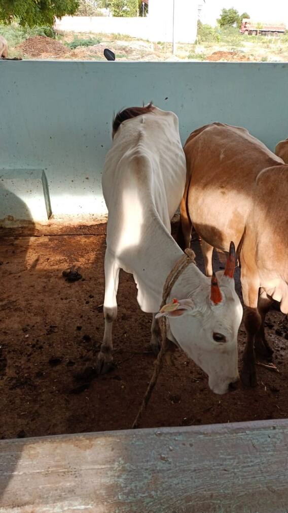 સપનામાં ગાય જોવા મળે તો સમજો નસીબ ખૂલી ગયા