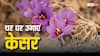 क्या घर पर उगा सकते हैं केसर? इस ट्रिक से हो सकता है संभव, फिर खरीदने की टेंशन खत्म