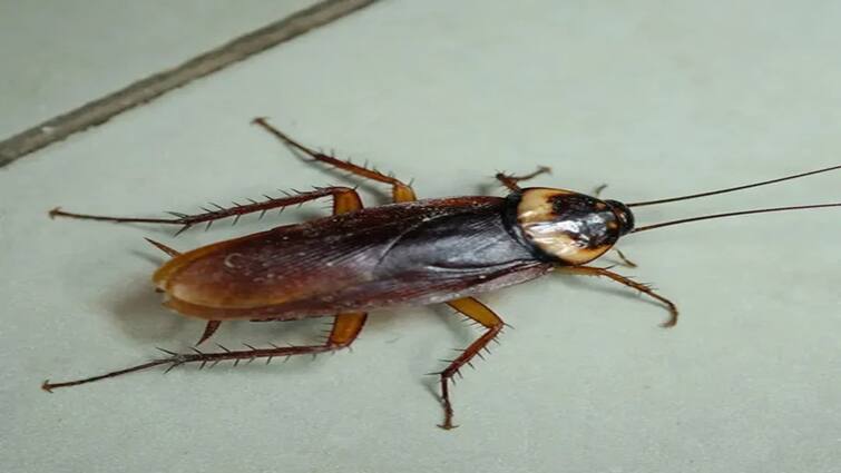 Utility News: All cockroaches will run away from the house in just 2 minutes, do not even have to work hard Utility: ઘરમાંથી માત્ર 2 મિનિટમાં જ ભાગી જશે તમામ કોકરોચ, મહેનત પણ નહીં કરવી પડે